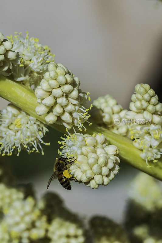 Nolina parryi, Parry Nolina，在加州约书亚树国家公园被发现。Asparagaceae。